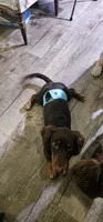 Oakley, a male Miniature Dachshund for sale in Hampton, VA – 3 of 3