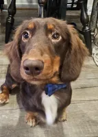 Oakley, a male Miniature Dachshund for sale in Hampton, VA – 2 of 3