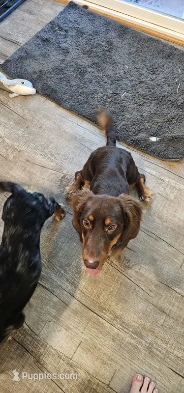 Oakley – Miniature Dachshund puppy for sale in Hampton, VA