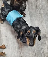 Cole, a male Miniature Dachshund for sale in Hampton, VA – 3 of 4