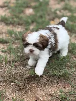 Baby boy, a male Shih Tzu for sale in Buchanan Dam, TX – 2 of 3