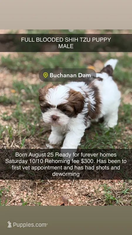Baby boy – Shih Tzu puppy for sale in Buchanan Dam, TX