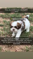Baby boy, a male Shih Tzu for sale in Buchanan Dam, TX – 1 of 3