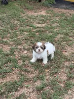 Baby girl, a female Shih Tzu for sale in Buchanan Dam, TX – 4 of 4