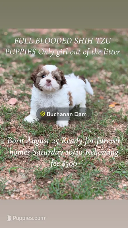 Baby girl – Shih Tzu puppy for sale in Buchanan Dam, TX