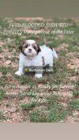 Baby girl, a female Shih Tzu for sale in Buchanan Dam, TX – 1 of 4
