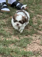 Baby boy, a male Shih Tzu for sale in Buchanan Dam, TX – 3 of 3