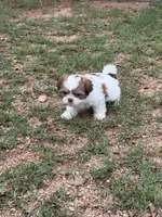 Baby girl, a female Shih Tzu for sale in Buchanan Dam, TX – 3 of 4