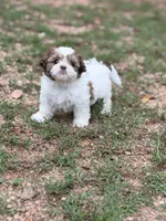 Baby girl, a female Shih Tzu for sale in Buchanan Dam, TX – 2 of 4