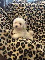 Sparkle, a female Bichon Frise for sale in Orlando, FL – Photo 4 of 4