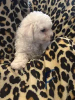 Sparkle, a female Bichon Frise for sale in Orlando, FL – Photo 1 of 4