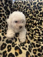 Sparkle, a female Bichon Frise for sale in Orlando, FL – Photo 2 of 4