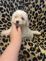 Sparkle, a female Bichon Frise for sale in Orlando, FL – Photo 3 of 4