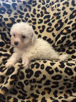 Red, a male Bichon Frise for sale in Orlando, FL – Photo 3 of 3