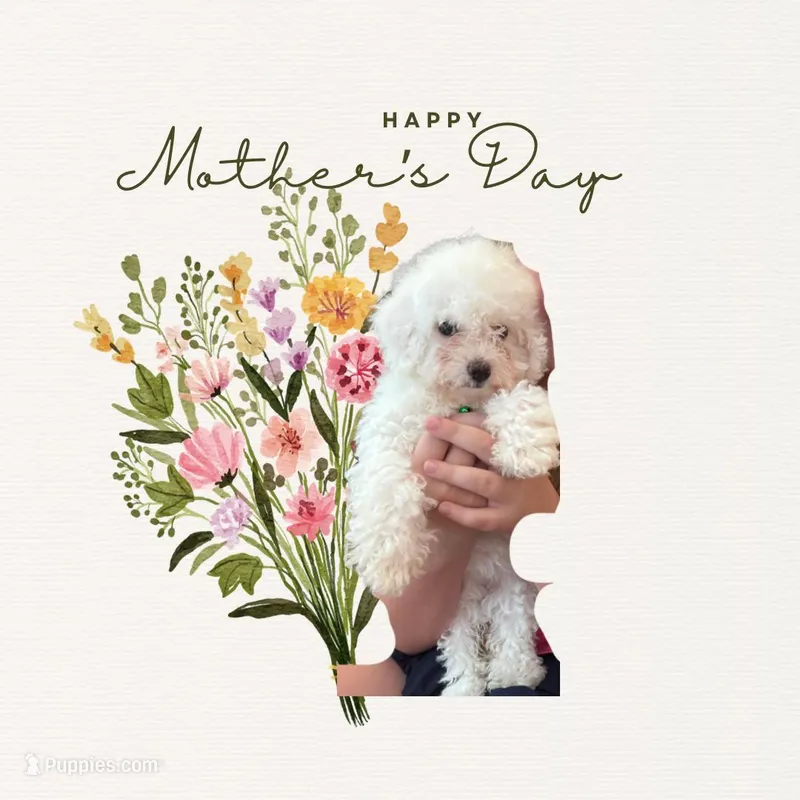 Red – Bichon Frise puppy for sale in Orlando, FL