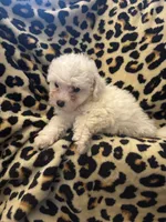 Red, a male Bichon Frise for sale in Orlando, FL – Photo 2 of 3