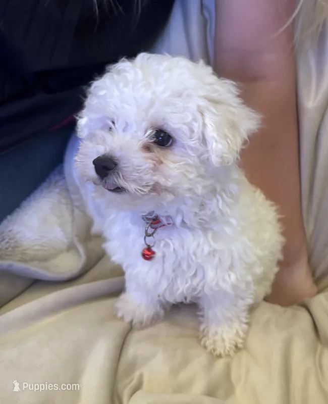Purple – Bichon Frise puppy for sale in Orlando, FL