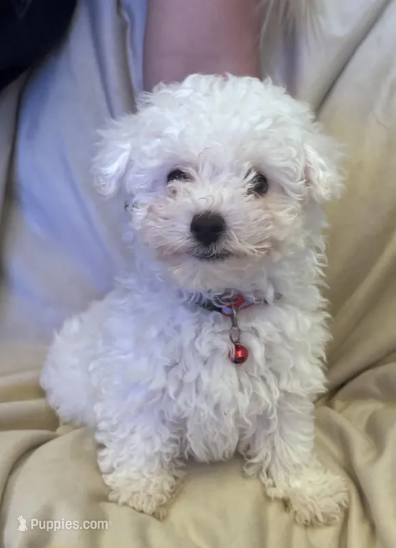Purple – Bichon Frise puppy for sale in Orlando, FL