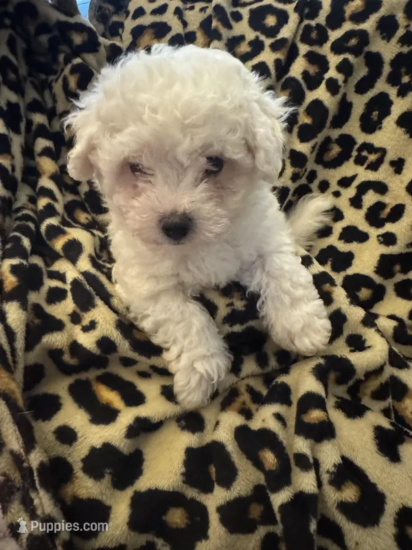 Purple – Bichon Frise puppy for sale in Orlando, FL