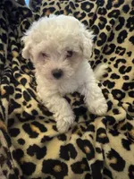 Purple, a male Bichon Frise for sale in Orlando, FL – Photo 1 of 3