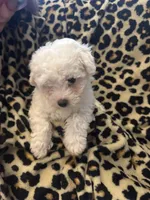 Purple, a male Bichon Frise for sale in Orlando, FL – Photo 3 of 3