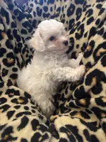 Tiny , a male Bichon Frise for sale in Orlando, FL – Photo 3 of 3