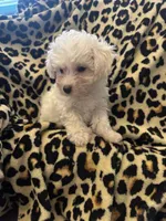 Tiny , a male Bichon Frise for sale in Orlando, FL – Photo 2 of 3