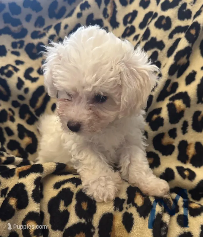 Tiny  – Bichon Frise puppy for sale in Orlando, FL