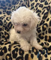 Tiny , a male Bichon Frise for sale in Orlando, FL – Photo 1 of 3