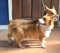 Jerry, a male Pembroke Welsh Corgi for sale in Stillwater, OK – Photo 8 of 9