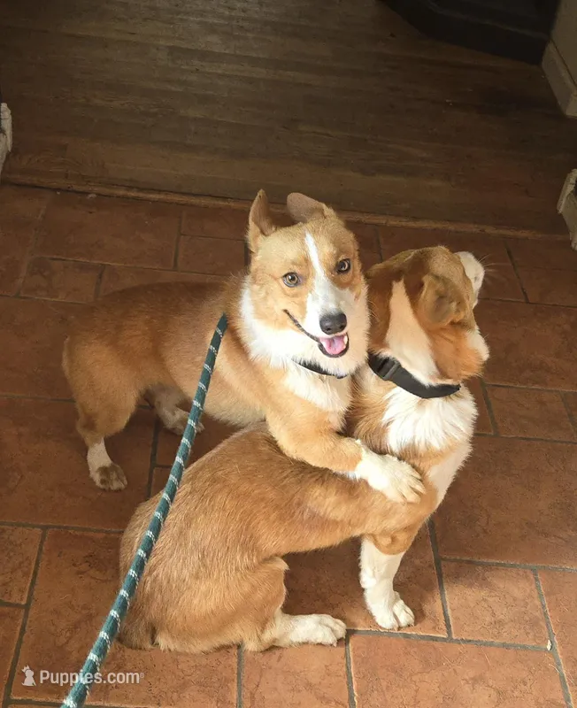 Jerry, a male Pembroke Welsh Corgi for sale in Stillwater, OK – Photo 1 of 9