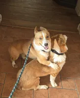 Jerry, a male Pembroke Welsh Corgi for sale in Stillwater, OK – Photo 1 of 9