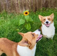 Jerry, a male Pembroke Welsh Corgi for sale in Stillwater, OK – Photo 2 of 9