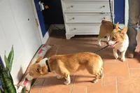 Jerry, a male Pembroke Welsh Corgi for sale in Stillwater, OK – Photo 7 of 9