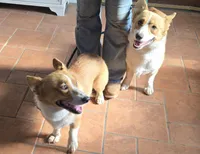 Jerry, a male Pembroke Welsh Corgi for sale in Stillwater, OK – Photo 4 of 9