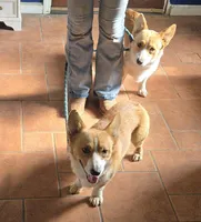 Jerry, a male Pembroke Welsh Corgi for sale in Stillwater, OK – Photo 6 of 9