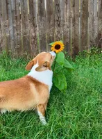 Jerry, a male Pembroke Welsh Corgi for sale in Stillwater, OK – Photo 9 of 9
