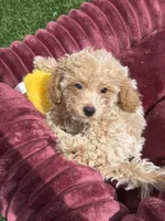 Angel ❤️ Adorable baby Ready to go home now , a male Poodle - Toy  for sale in San Diego, CA – 6 of 7