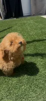 red puppy girl, a female Poodle - Toy  and Bichpoo for sale in San Diego, CA – 4 of 5