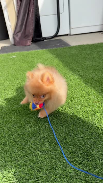 embark tested Chocolate Merle girl , a female Pomeranian for sale in San Diego, CA – 2 of 9