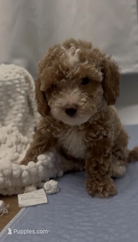 purple girl – Bichon Frise, Poodle - Toy  puppy for sale in San Diego, CA