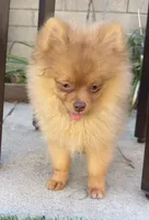 Hazel fluffy happy active puppy , a female Pomeranian for sale in San Diego, CA – 8 of 10