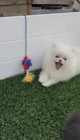 AKC fulll rights CREAMY  girl ready to go home now, a female Pomeranian for sale in San Diego, CA – 6 of 9