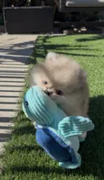 Blue eyes merle pomeranian boy, ready now , a male Pomeranian for sale in San Diego, CA – 1 of 10