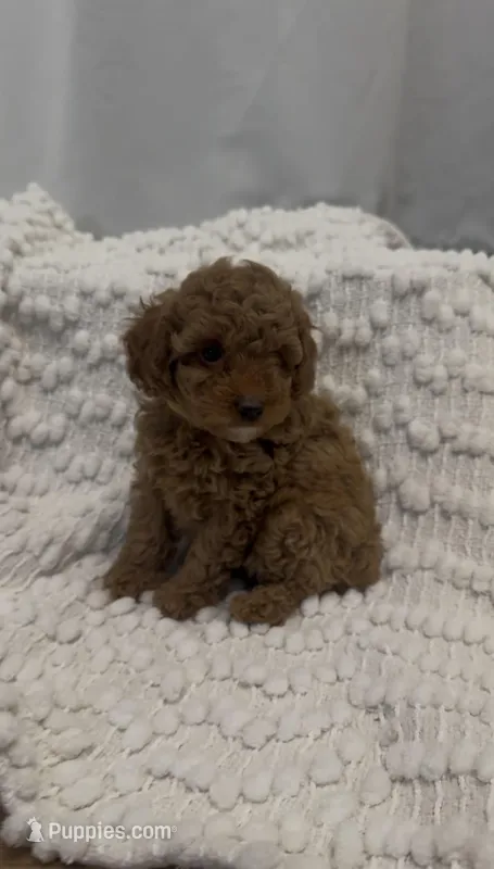 AKC Sunny girl – Poodle - Toy  puppy for sale in San Diego, CA