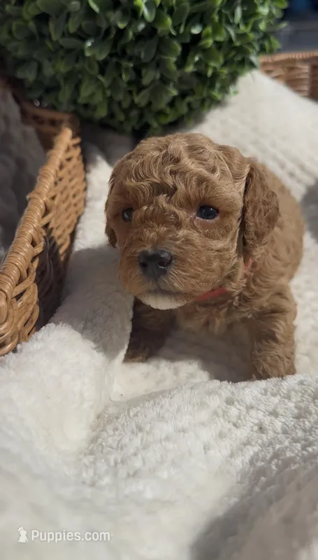 Red girl – Bichon Frise, Poodle - Toy  puppy for sale in San Diego, CA