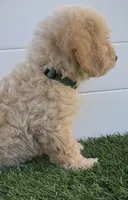 Loki G bichpoo, a male Poodle - Toy  and Bichpoo for sale in San Diego, CA – 7 of 9