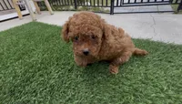 AKC toy princess ready to go home soon, a female Poodle - Toy  for sale in San Diego, CA – Photo 6 of 10