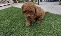 AKC toy princess ready to go home soon, a female Poodle - Toy  for sale in San Diego, CA – Photo 4 of 10