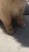 Blondie playful active puppy, a female Pomeranian for sale in San Diego, CA – 5 of 8